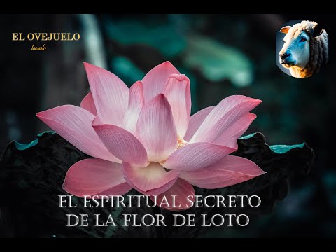 Descubre el significado del logo de Lotus: ¡Un símbolo lleno de historia y belleza!